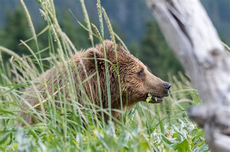 Bear Viewing & Fly.